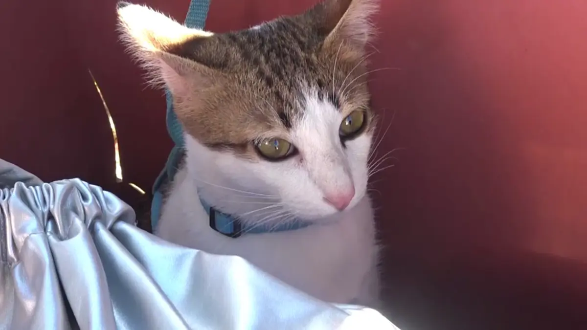 ปศุสัตว์บึงกาฬรุกทำหมันสัญจรฟรี พร้อมแจกเวชภัณฑ์ปี 69