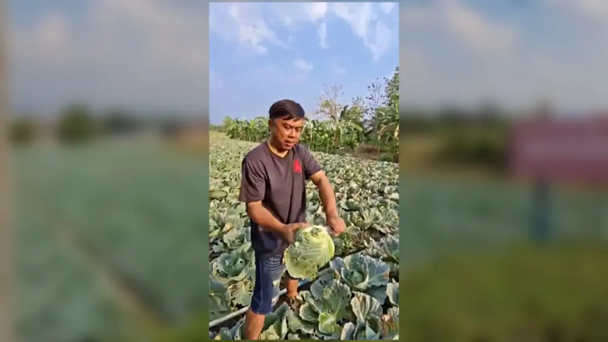 กะหล่ำหล่มสักดิ่งเหว น้ำมันขาดทำส่งไม่ออก เกษตรกรจำใจไถทิ้ง