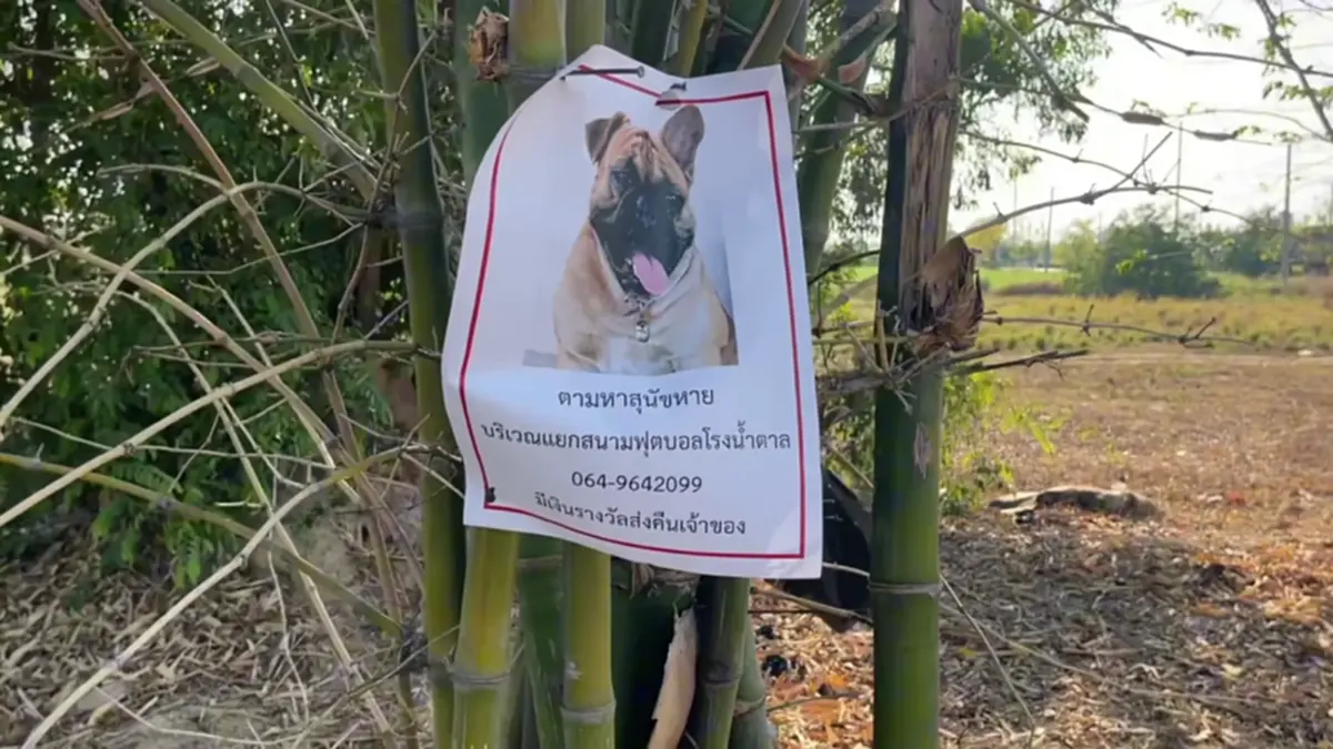 วอนคืนลูกรัก! สาวสุรินทร์ตามหาสุนัขหาย นำส่งคืนรับเงิน 2 หมื่น