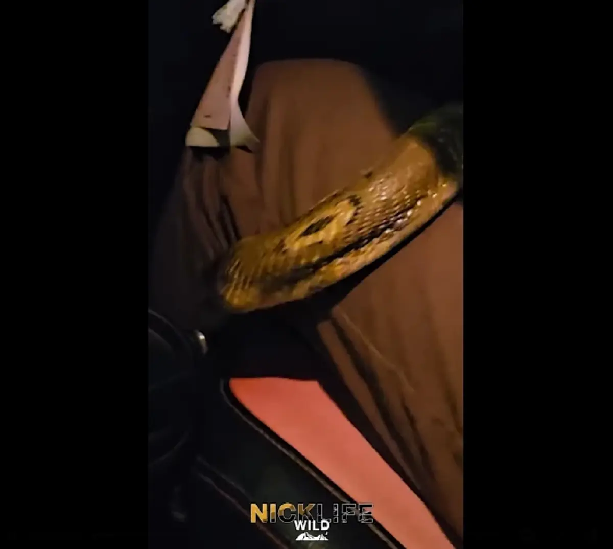 นาทีระทึก นิค อสรพิษ เจองูหลุดเข้ามาในรถ ชาวเน็ตโฟกัสป้ายทะเบียน