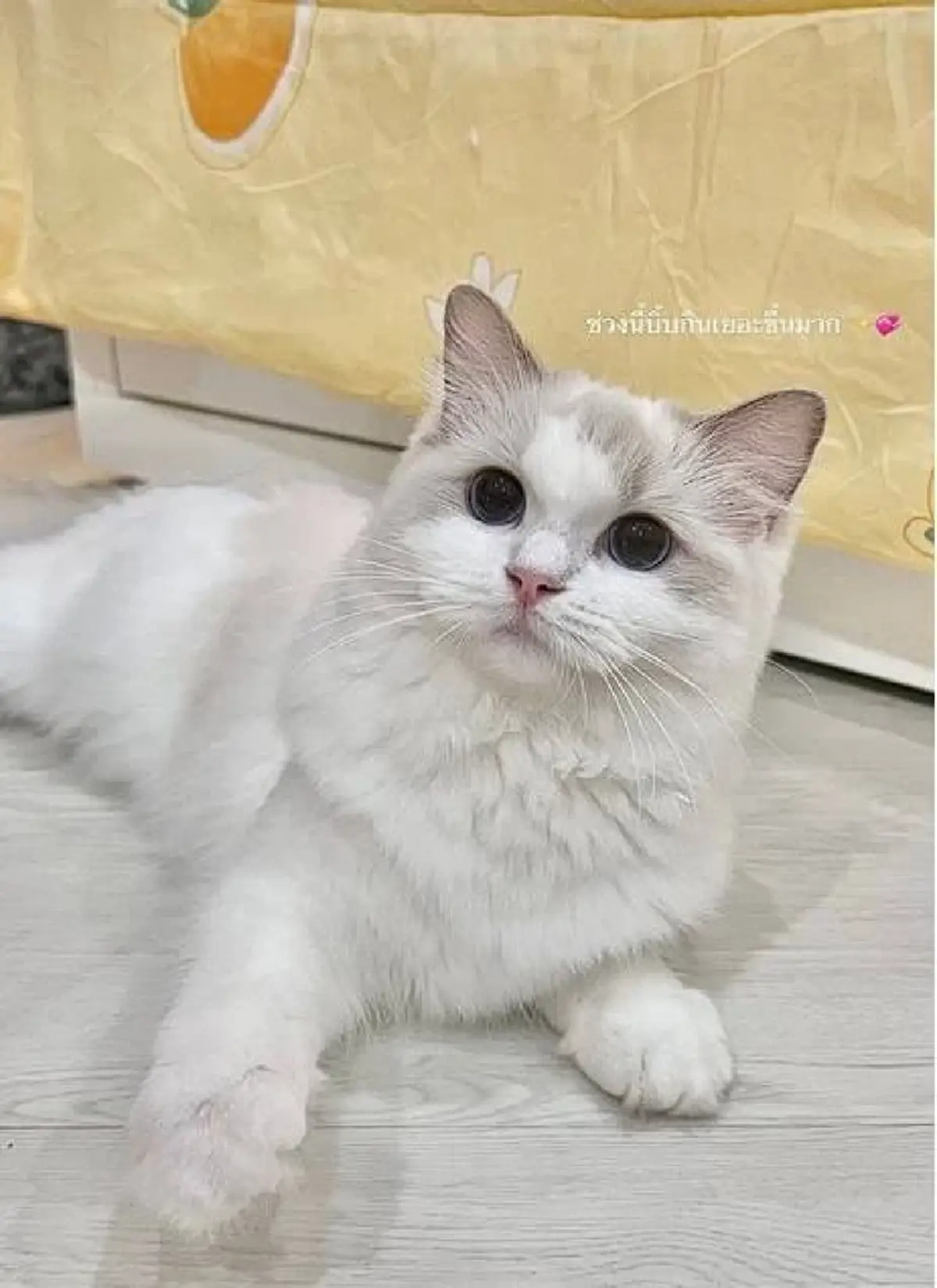 ฮือฮา ฟ้องเรียกแมวคืน มูลค่าเกือบ 6.4 แสน ชาวเน็ตแห่คอมเมนต์สนั่น