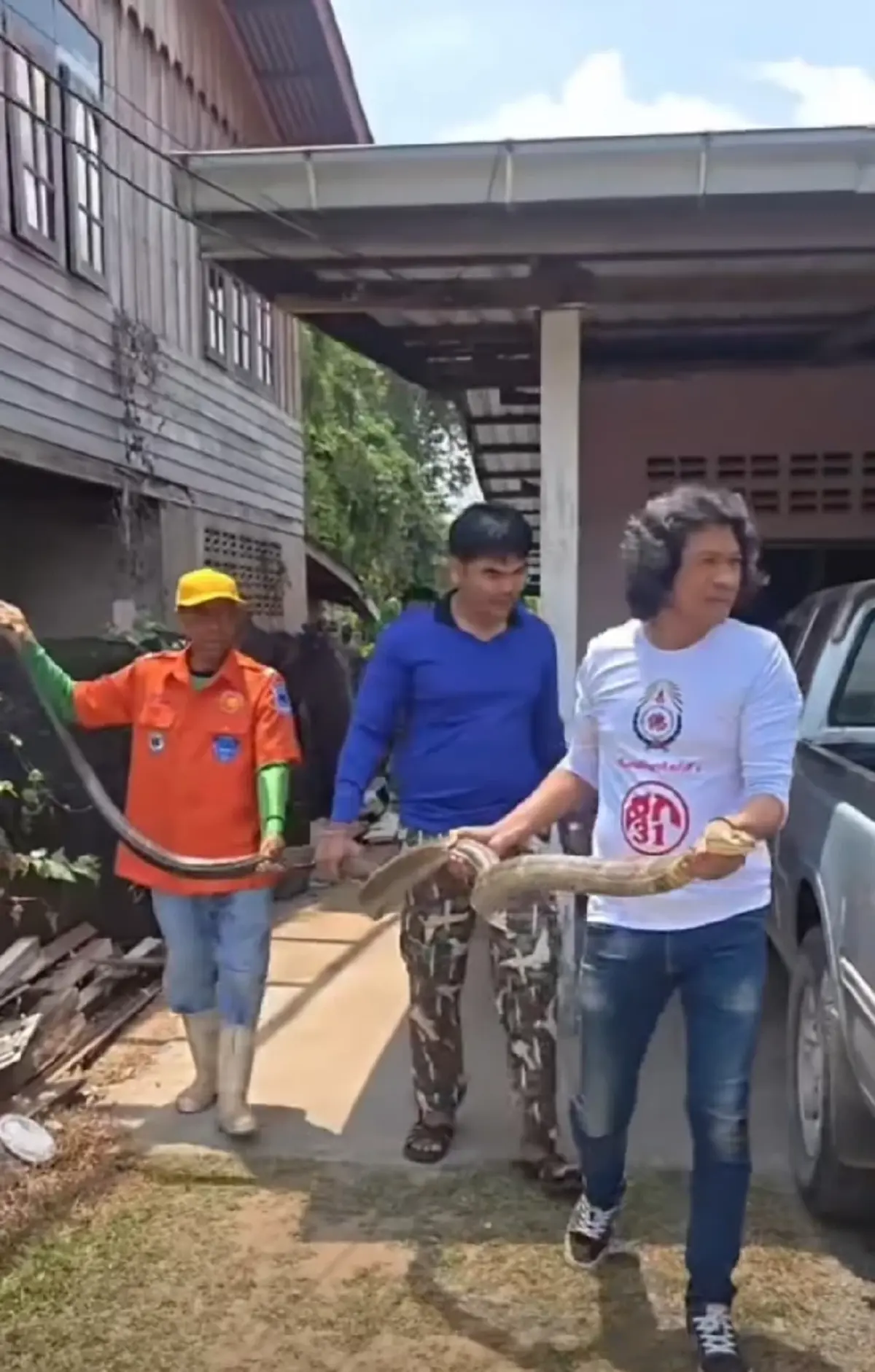 ส่องเลขที่บ้าน งูจงอางยักษ์ 4 เมตร เลื้อยซุก ชูคอขู่ฟ่อ