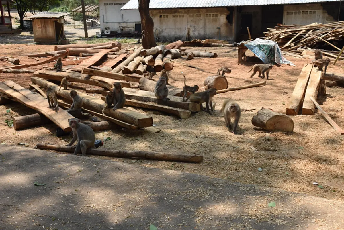 ลิงวอกเมืองเลยผอมโซ! เซ่นภัยแล้งต้องคุ้ยถังขยะประทังชีวิต