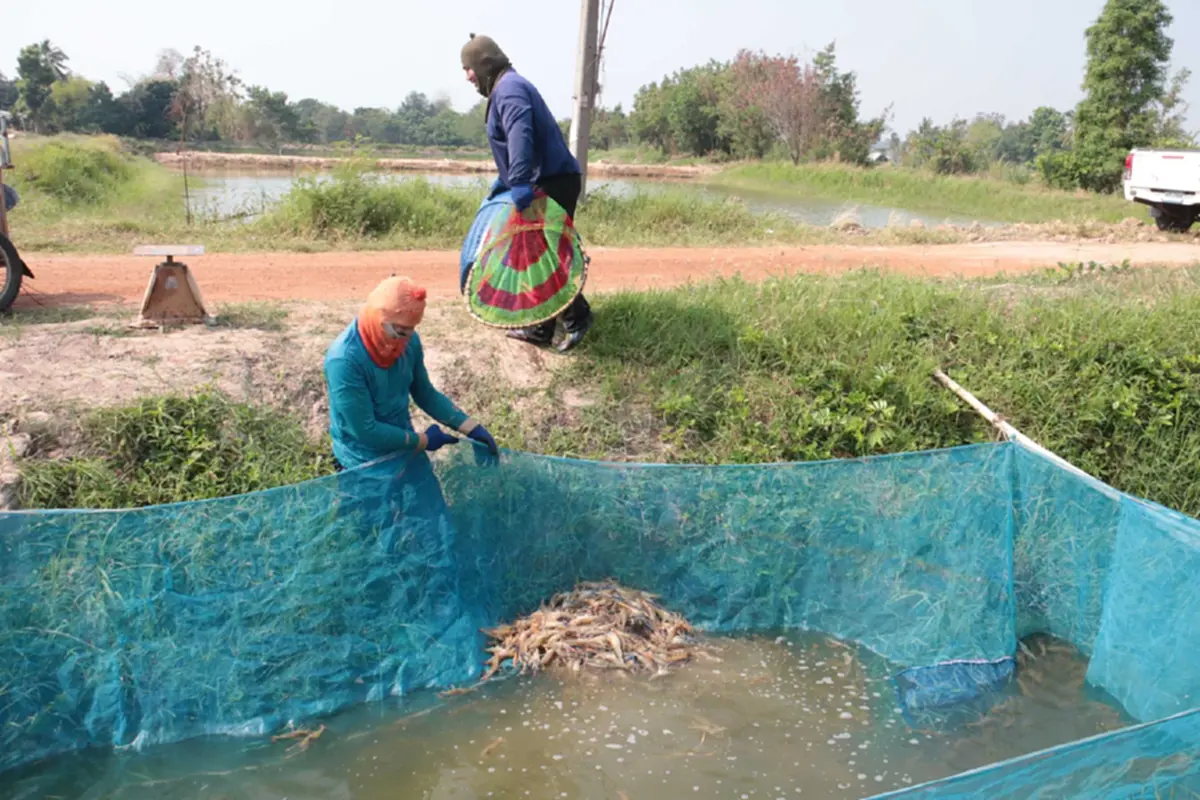 กาฬสินธุ์อ่วม! น้ำมันขาดแคลน กระทบธุรกิจขนส่งกุ้ง ยอดขายดิ่ง