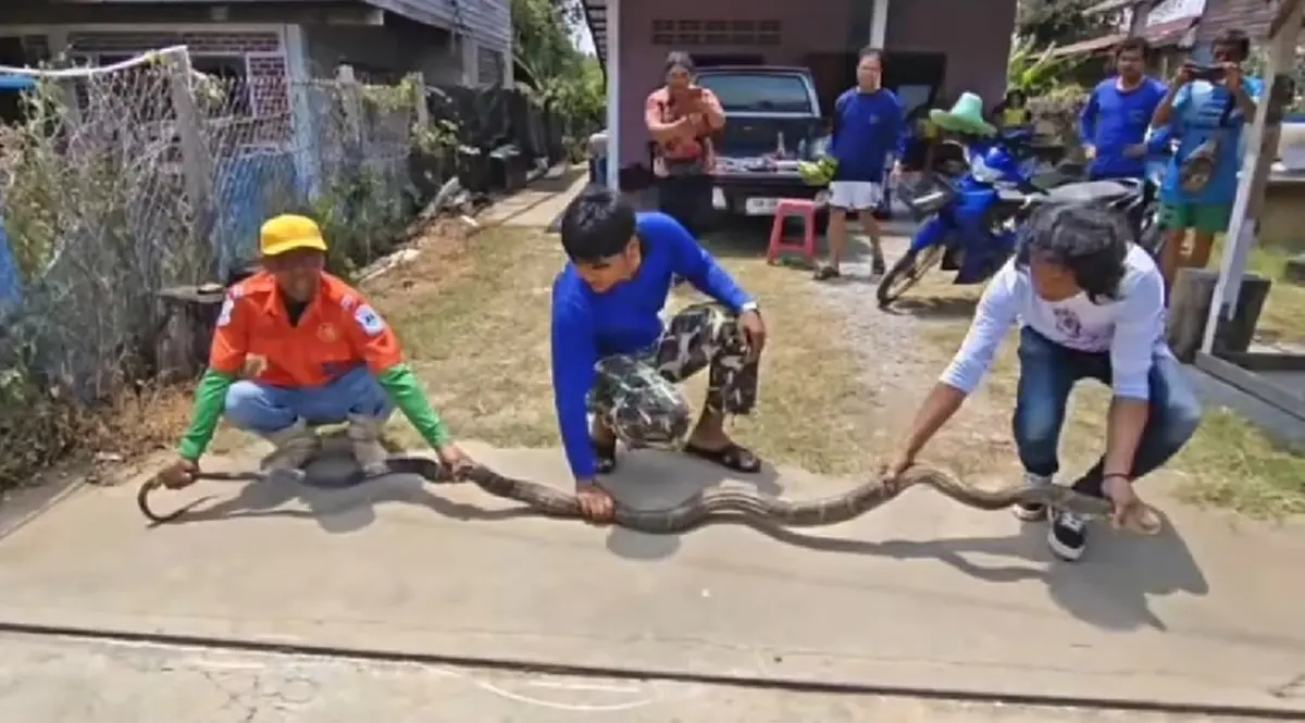 ส่องเลขที่บ้าน งูจงอางยักษ์ 4 เมตร เลื้อยซุก ชูคอขู่ฟ่อ