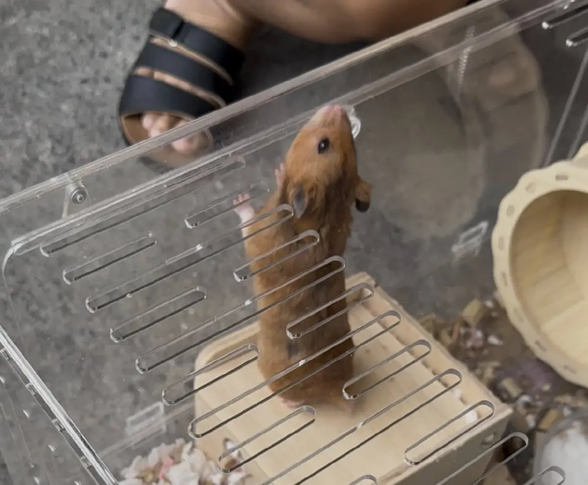 เวทนา 2 ชีวิตน้อยๆถูกโยนทิ้งกองขยะ เห็นแววตายิ่งบีบหัวใจ