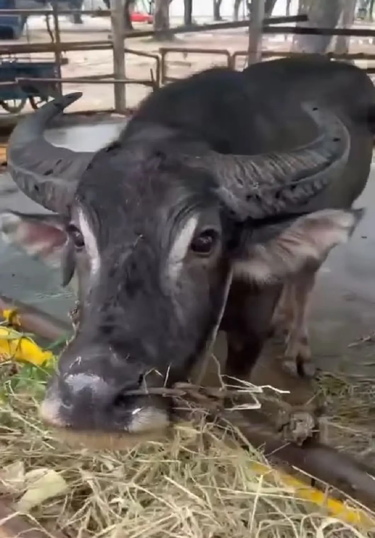 เปิดชีวิตใหม่ เจ้าทุยหัวเหล็ก รอดชีวิตหวุดหวิดจากงานศพ