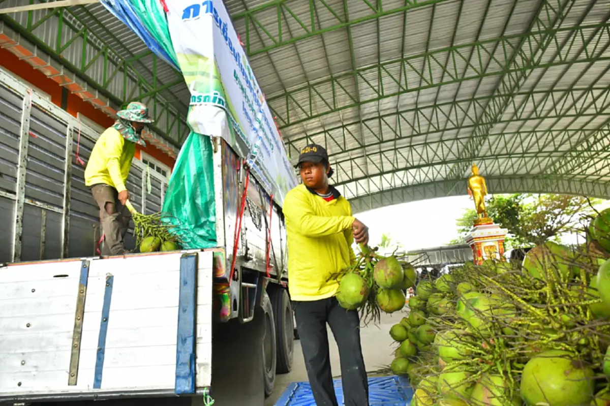 สหกรณ์หนุนล้งกลางมะพร้าวน้ำหอม ปลดแอกล้งจีนฮั้วกดราคา 2 บาท