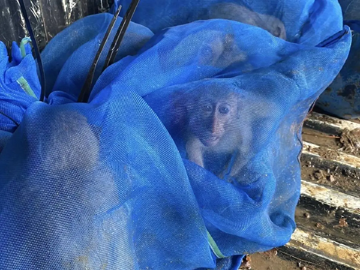 บุกยึดลิงแสม 51 ตัว ริมชายแดนอรัญประเทศ ซุกถุงตาข่ายเตรียมลอบขน