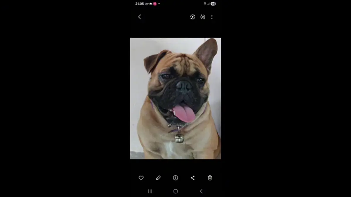 วอนคืนลูกรัก! สาวสุรินทร์ตามหาสุนัขหาย นำส่งคืนรับเงิน 2 หมื่น