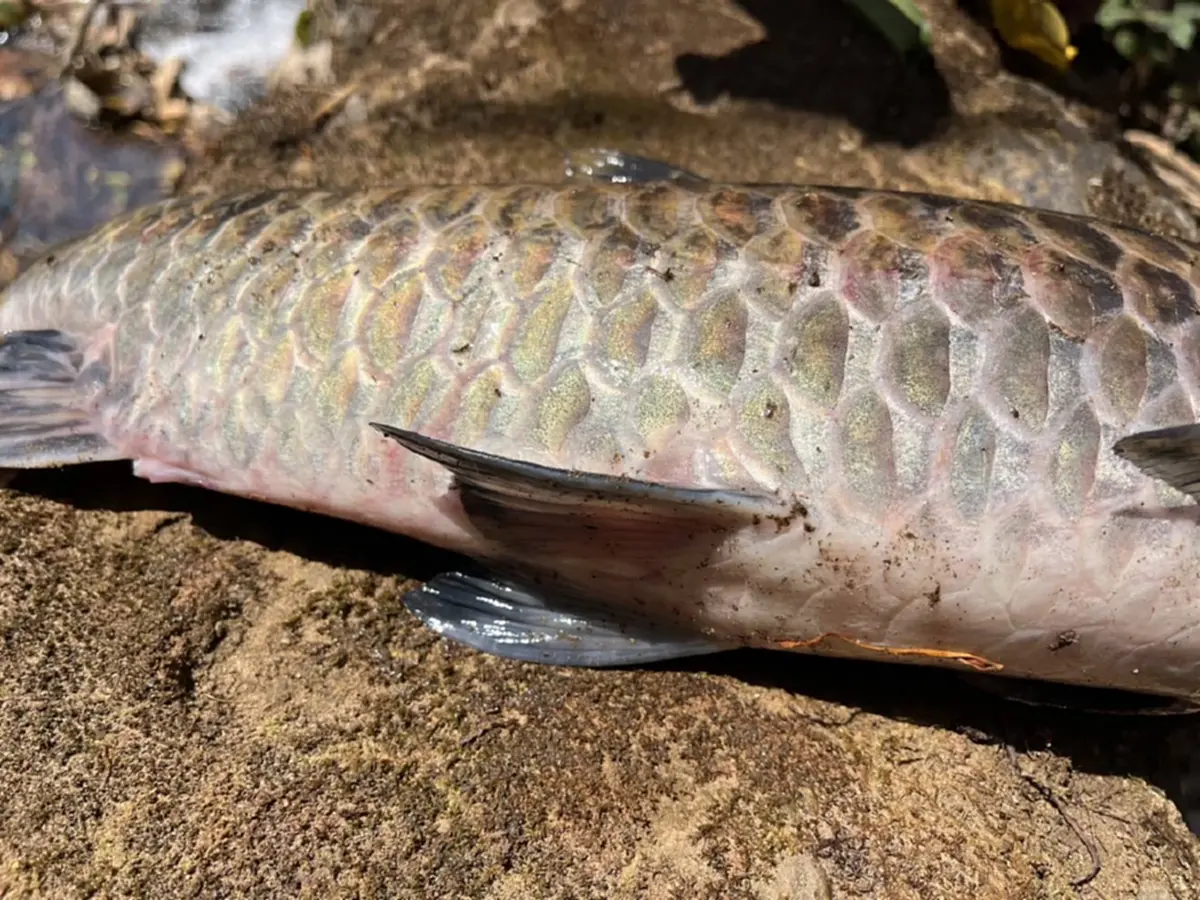 วิกฤตปางมะผ้า! ปลาแม่น้ำลางตายปริศนา สั่งห้ามกินเด็ดขาด