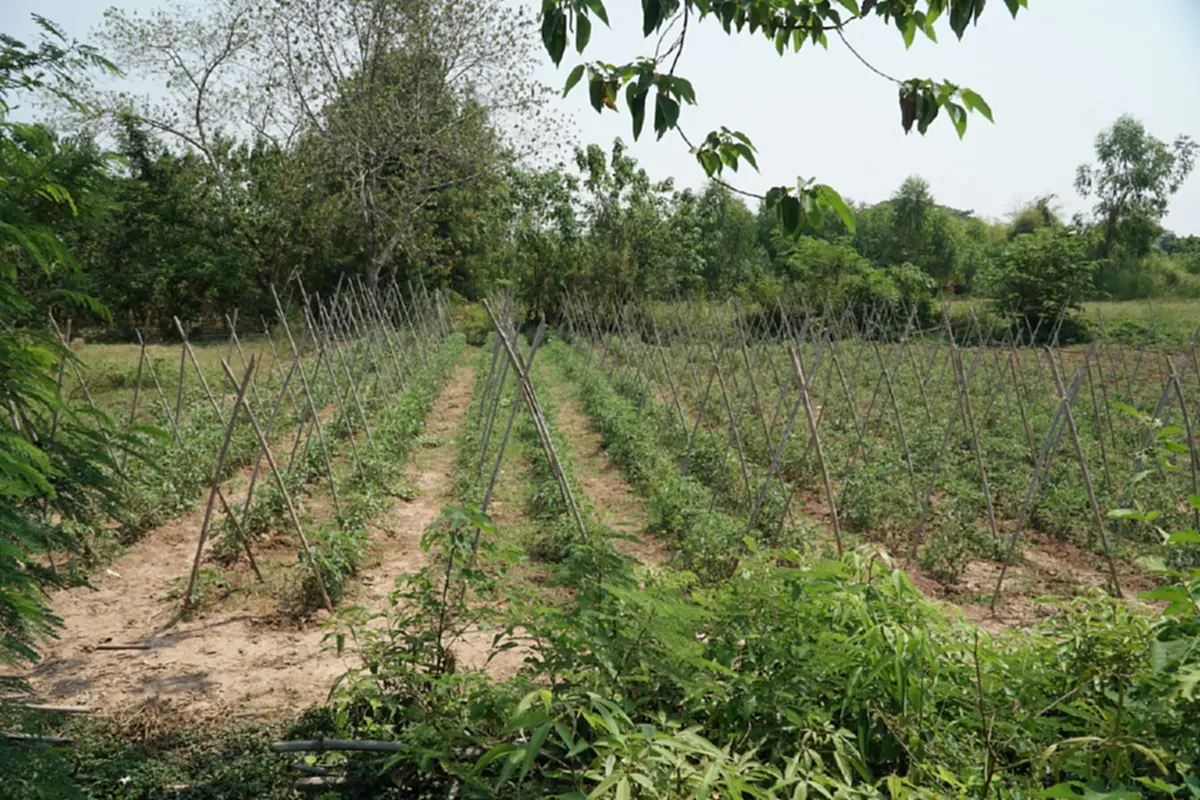 น้ำมันพุ่ง-ปุ๋ยขยับ ชาวสวนมะเขือเทศหนองคายโอด วอนรัฐตรึงราคา