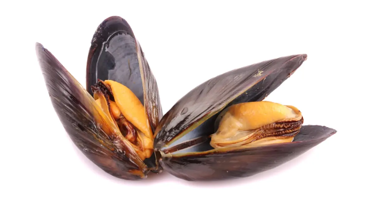 ไขข้อสงสัย! หอยแมลงภู่สีส้ม vs สีขาว ต่างกันยังไง สีไหนอร่อยกว่า?