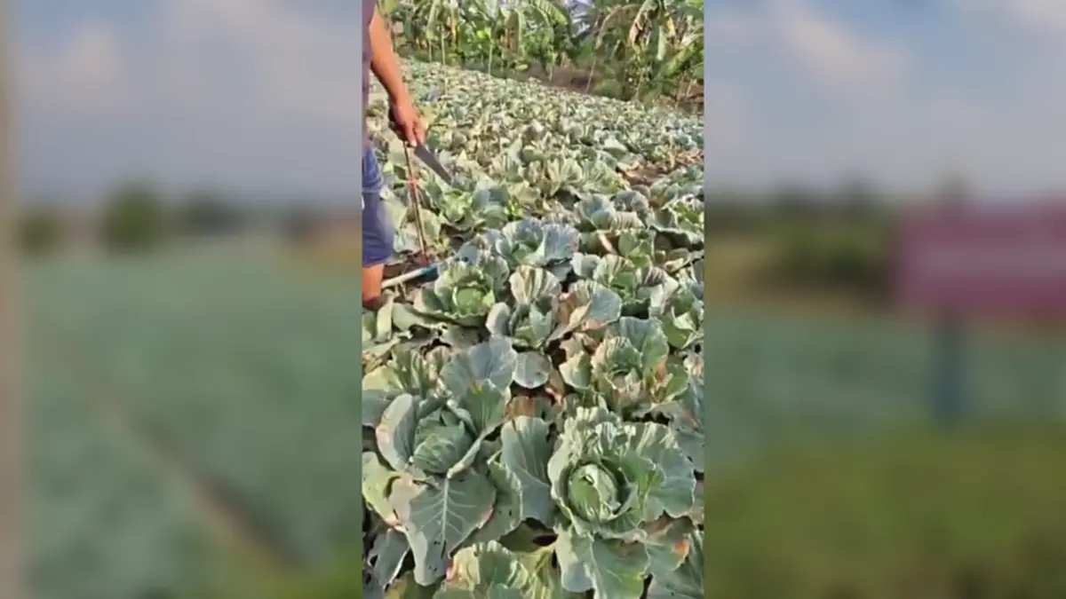 กะหล่ำหล่มสักดิ่งเหว น้ำมันขาดทำส่งไม่ออก เกษตรกรจำใจไถทิ้ง