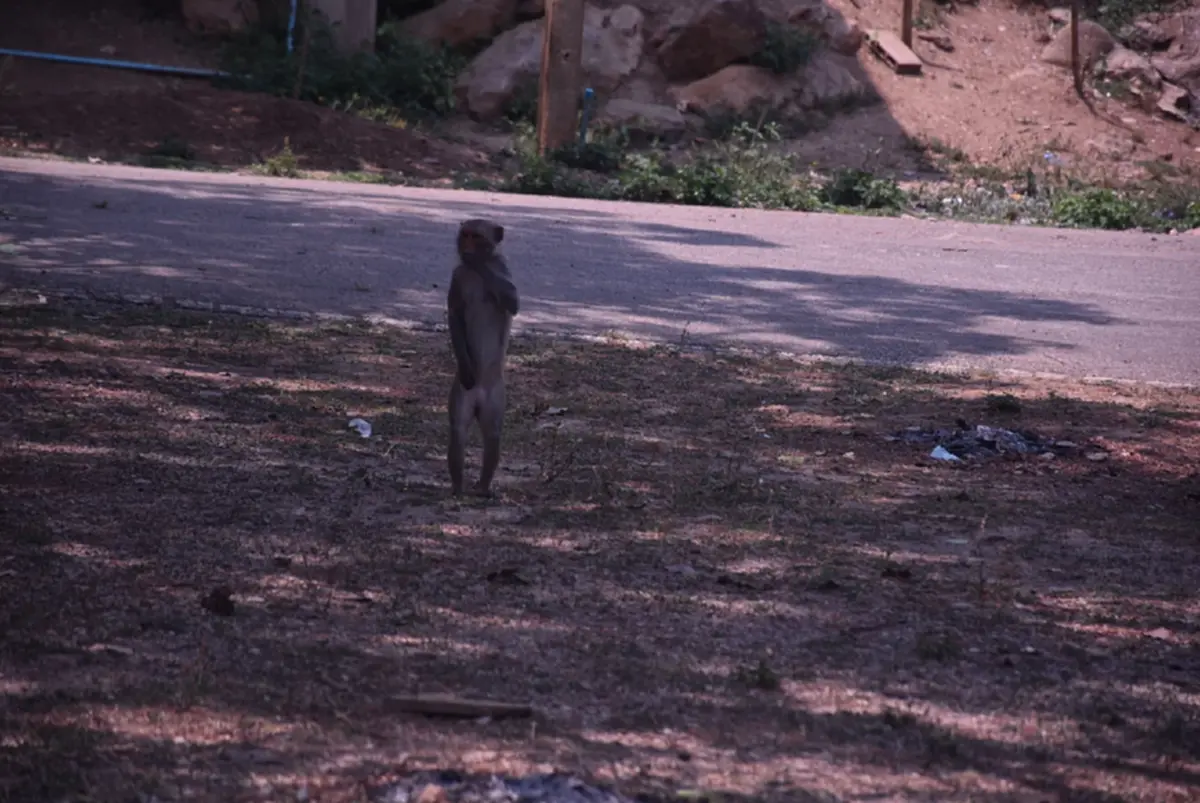 ลิงวอกเมืองเลยผอมโซ! เซ่นภัยแล้งต้องคุ้ยถังขยะประทังชีวิต