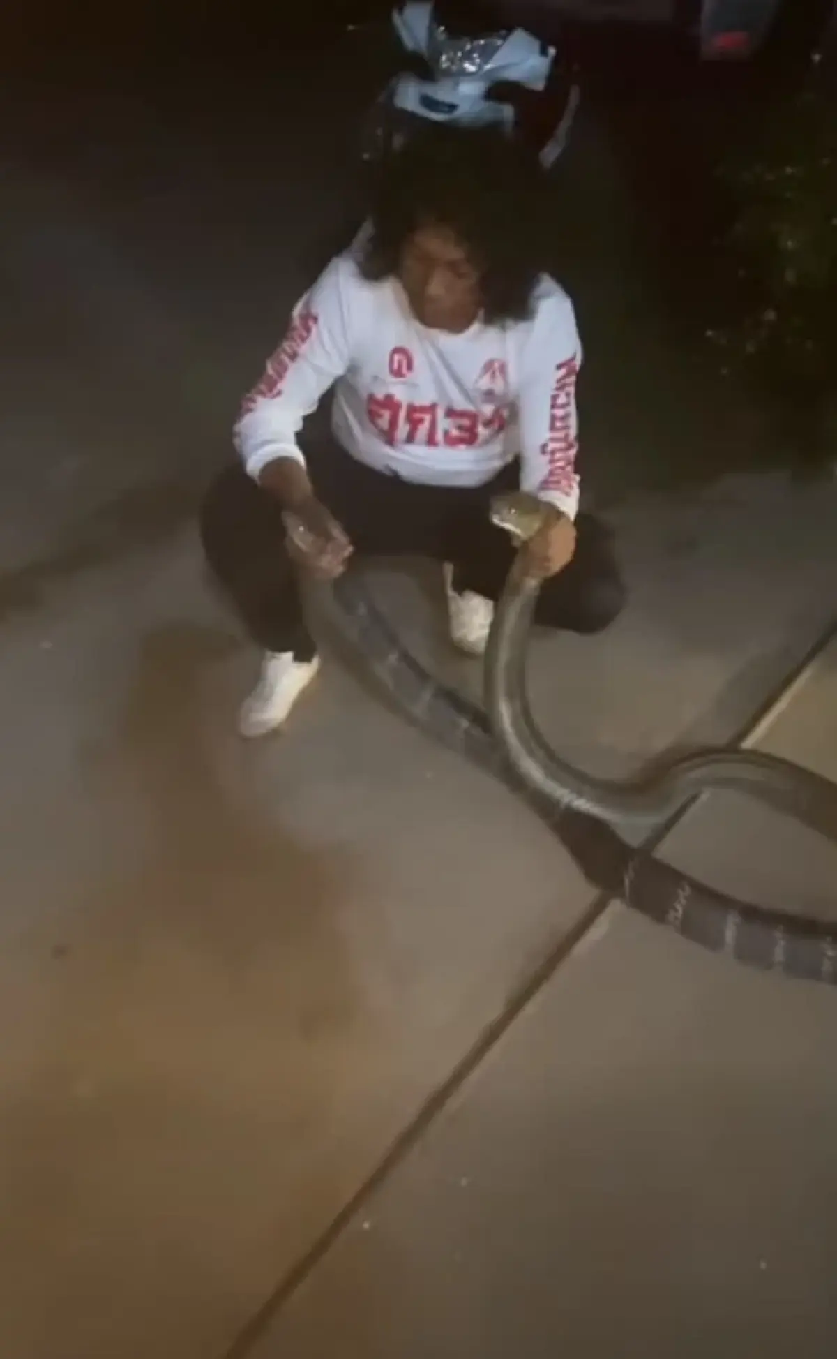 ส่องเลขที่บ้าน งูจงอางยักษ์ 2 ตัว เปิดศึกกลางลานบ้าน