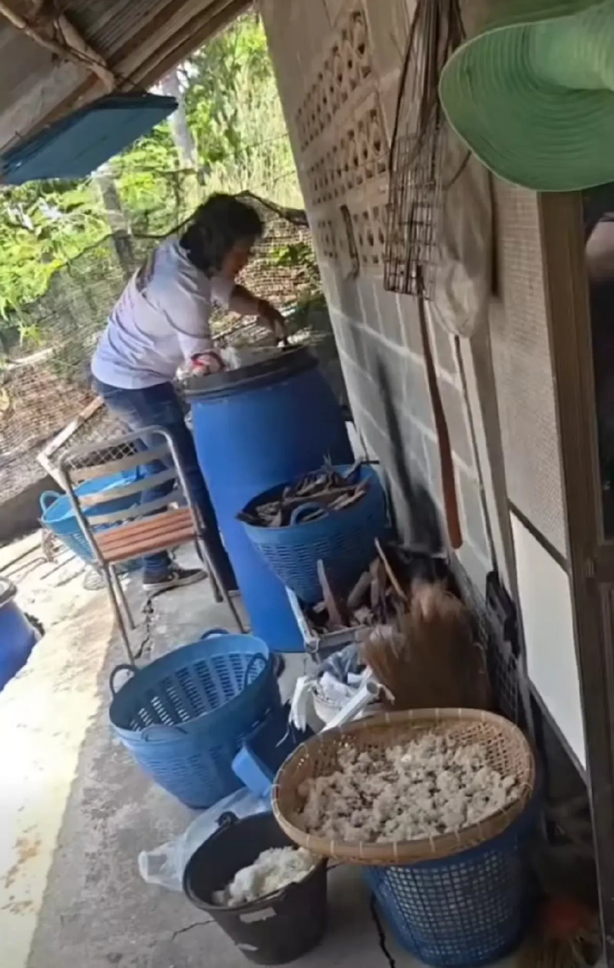 ส่องเลขที่บ้าน งูจงอางยักษ์ 4 เมตร เลื้อยซุก ชูคอขู่ฟ่อ