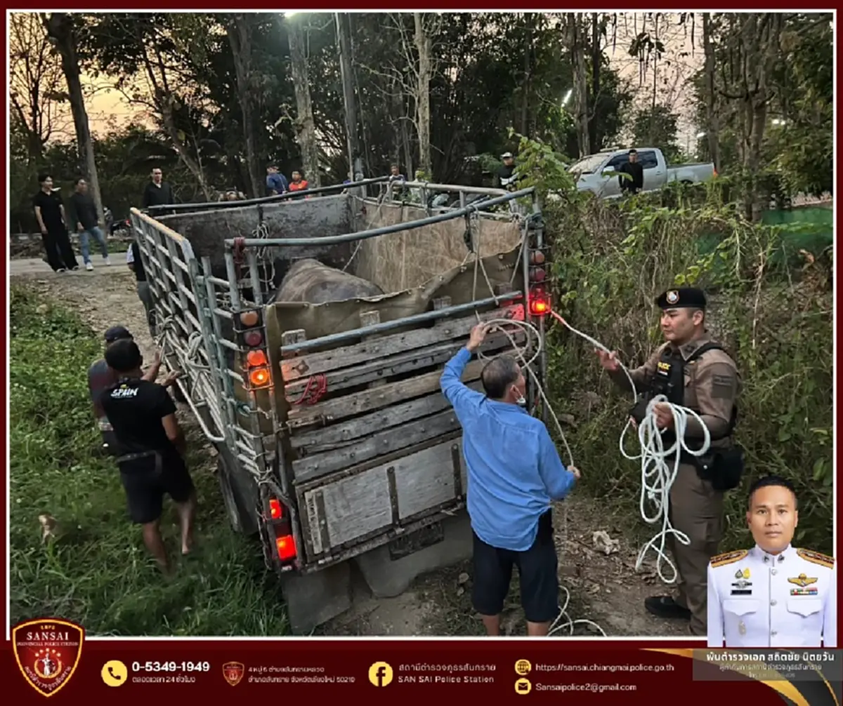 เปิดชีวิตใหม่ เจ้าทุยหัวเหล็ก รอดชีวิตหวุดหวิดจากงานศพ