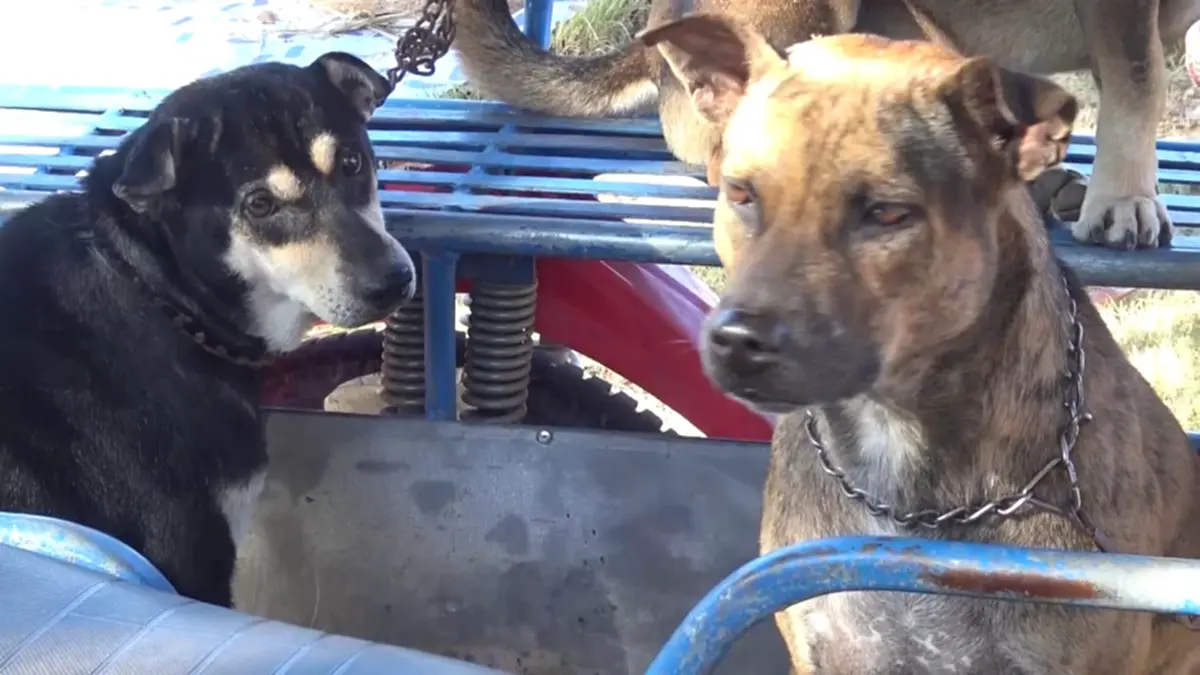 ปศุสัตว์บึงกาฬรุกทำหมันสัญจรฟรี พร้อมแจกเวชภัณฑ์ปี 69