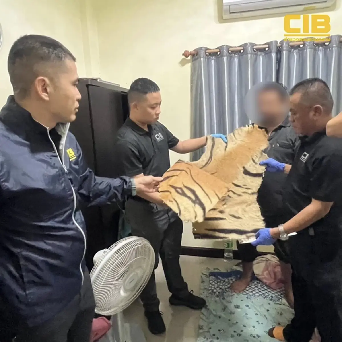 บุกจับคู่ค้าซากสัตว์ป่า แปรรูปหนังเสือโคร่งทำตะกรุด ขายออนไลน์