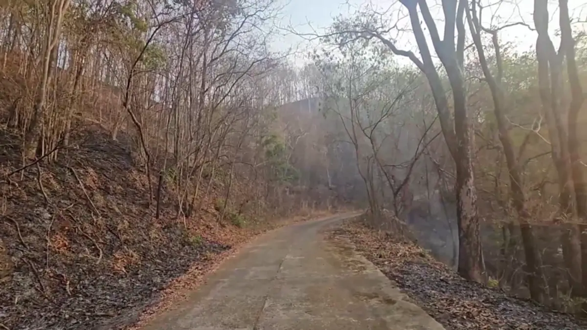 หลวงพ่อหนักใจ! ชาวบ้านเผาป่าหาผักหวาน ทำดอยม่วงคำวอด 60 ไร่