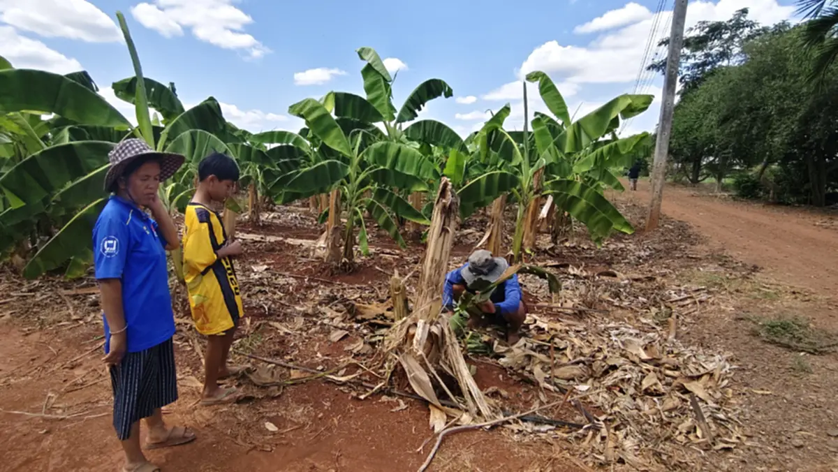 ชาวบ้านผวา สัตว์ปริศนาบุกตะปบสวนทุเรียนโคราชรอยเล็บเหวอะ