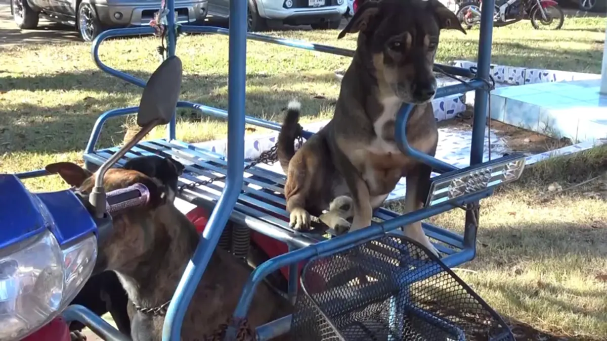 ปศุสัตว์บึงกาฬรุกทำหมันสัญจรฟรี พร้อมแจกเวชภัณฑ์ปี 69