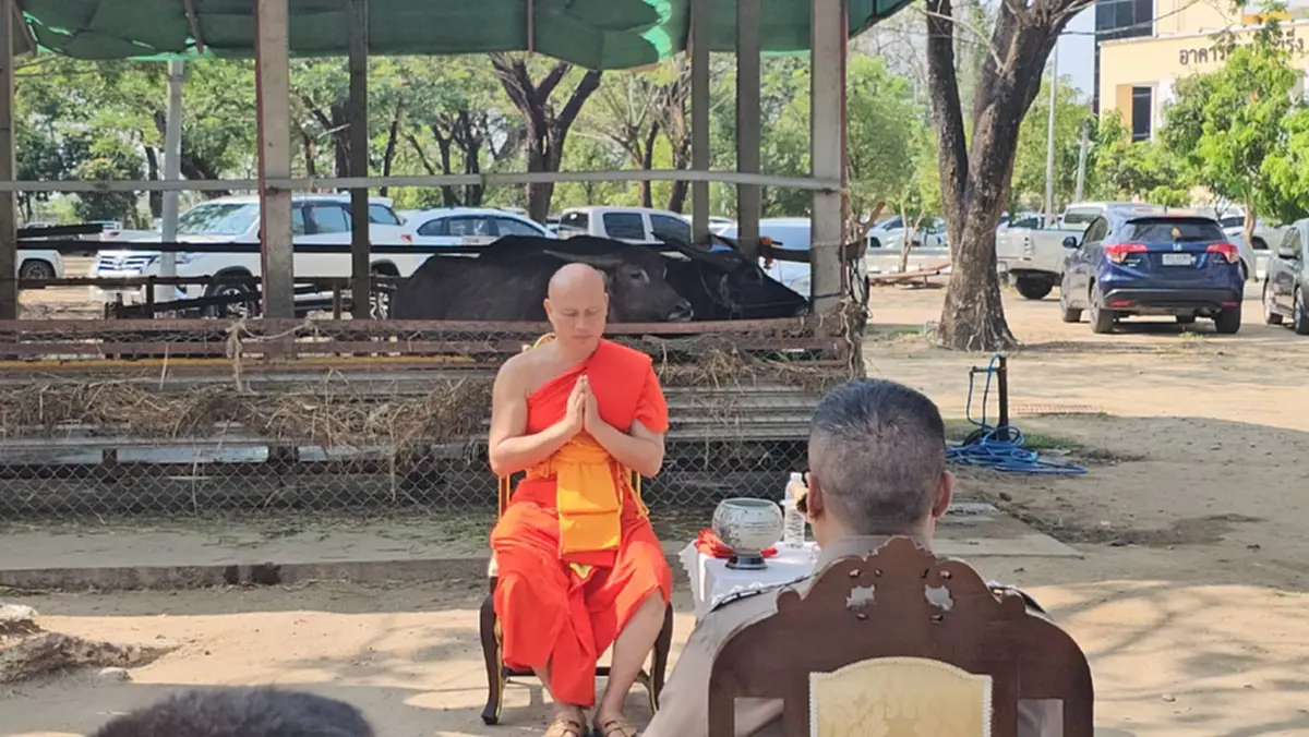 ผกก.สันทรายทำพิธีมอบ "เจ้าบุญรอด" ควายสู้ชีวิตให้วัด