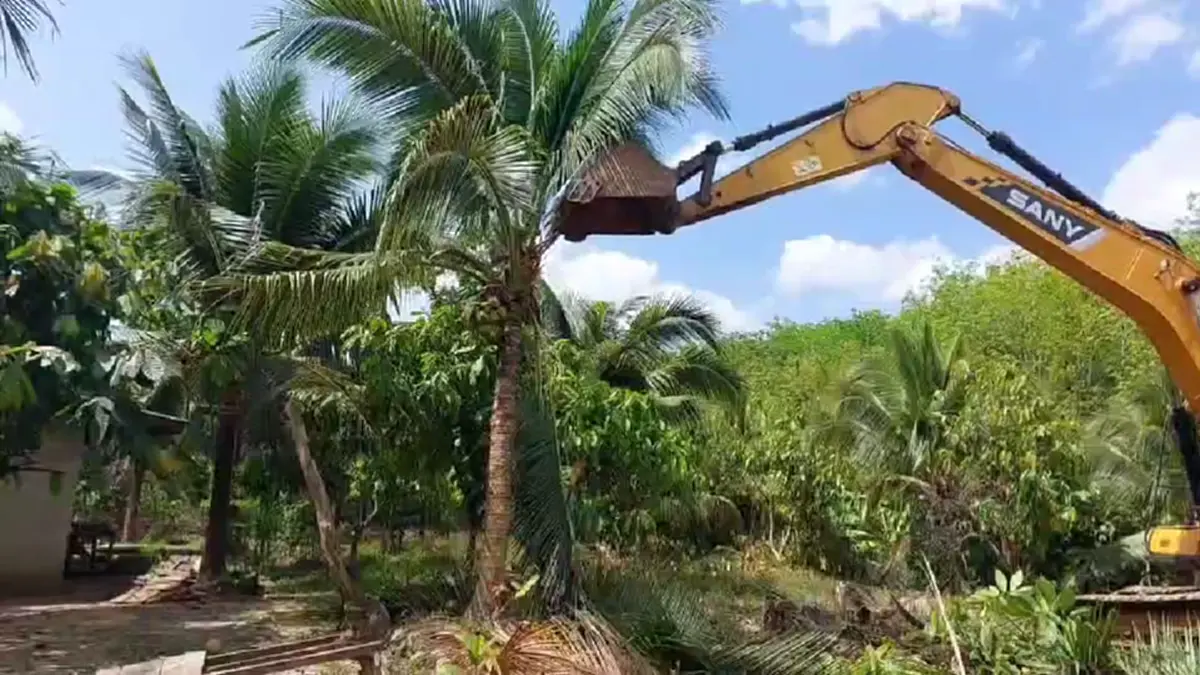 แบกไม่ไหว! เจ้าของสวนกระบี่รื้อทิ้งมะพร้าว 6 ไร่ เซ่นพิษราคาดิ่ง