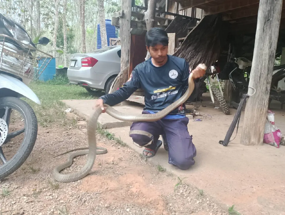 ส่องทะเบียนรถ งูจงอางยักษ์ 3 เมตร ซุกห้องเครื่องรถเก๋ง