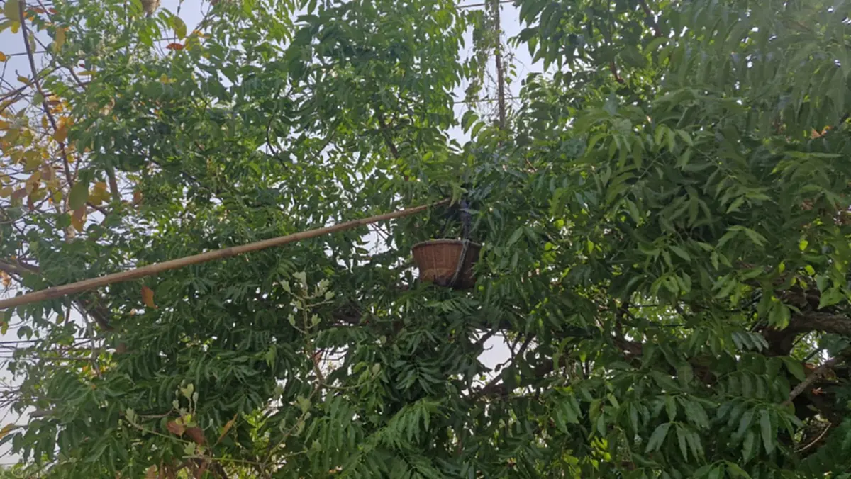 ชาวโคราชแหย่ไข่มดแดงขายรายได้พุ่งวันละพัน กิโลละ 500 บาท