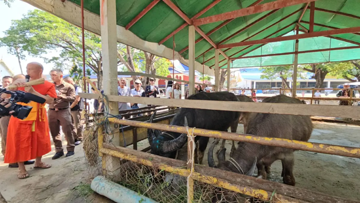 ผกก.สันทรายทำพิธีมอบ "เจ้าบุญรอด" ควายสู้ชีวิตให้วัด