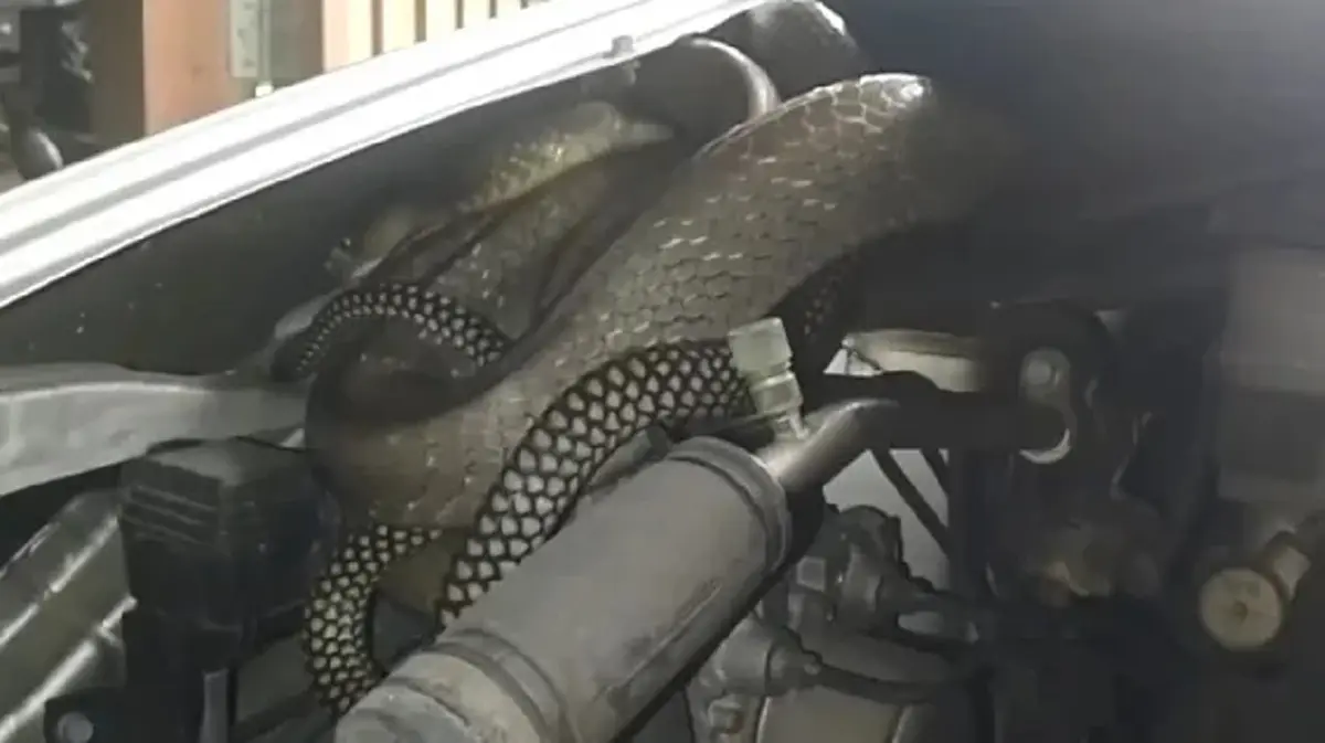 เปิดเลขทะเบียนรถ งูจงอางตัวใหญ่ แอบซุกห้องเครื่องรถเก๋ง