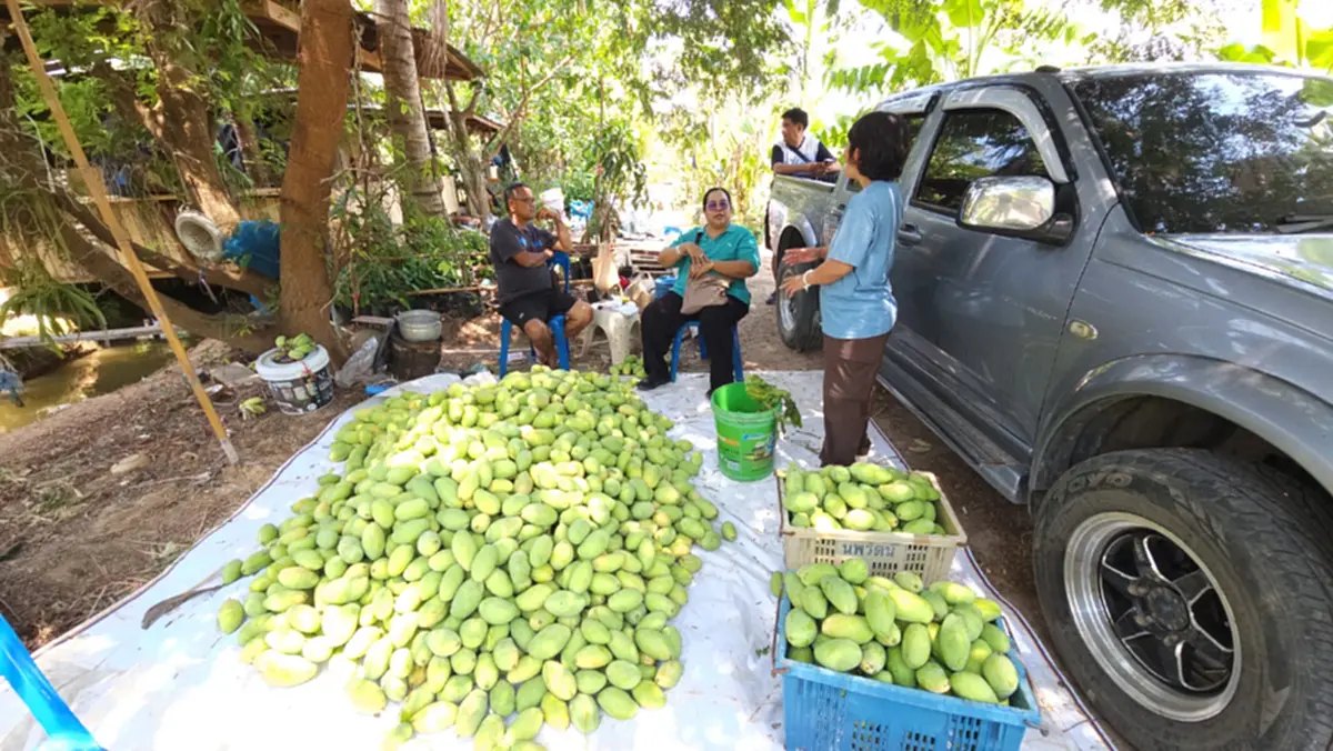 ราชบุรีคึกคัก! มะม่วงแก้วขมิ้นราคาพุ่ง หลังปิดด่านกัมพูชา