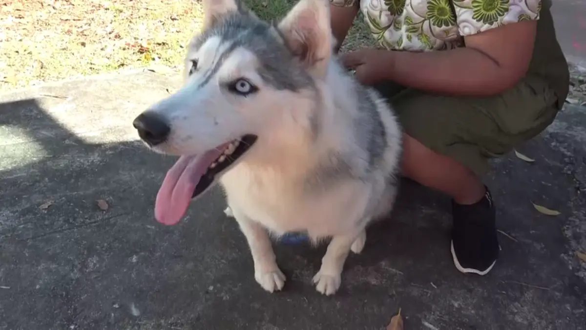 ปศุสัตว์บึงกาฬรุกทำหมันสัญจรฟรี พร้อมแจกเวชภัณฑ์ปี 69