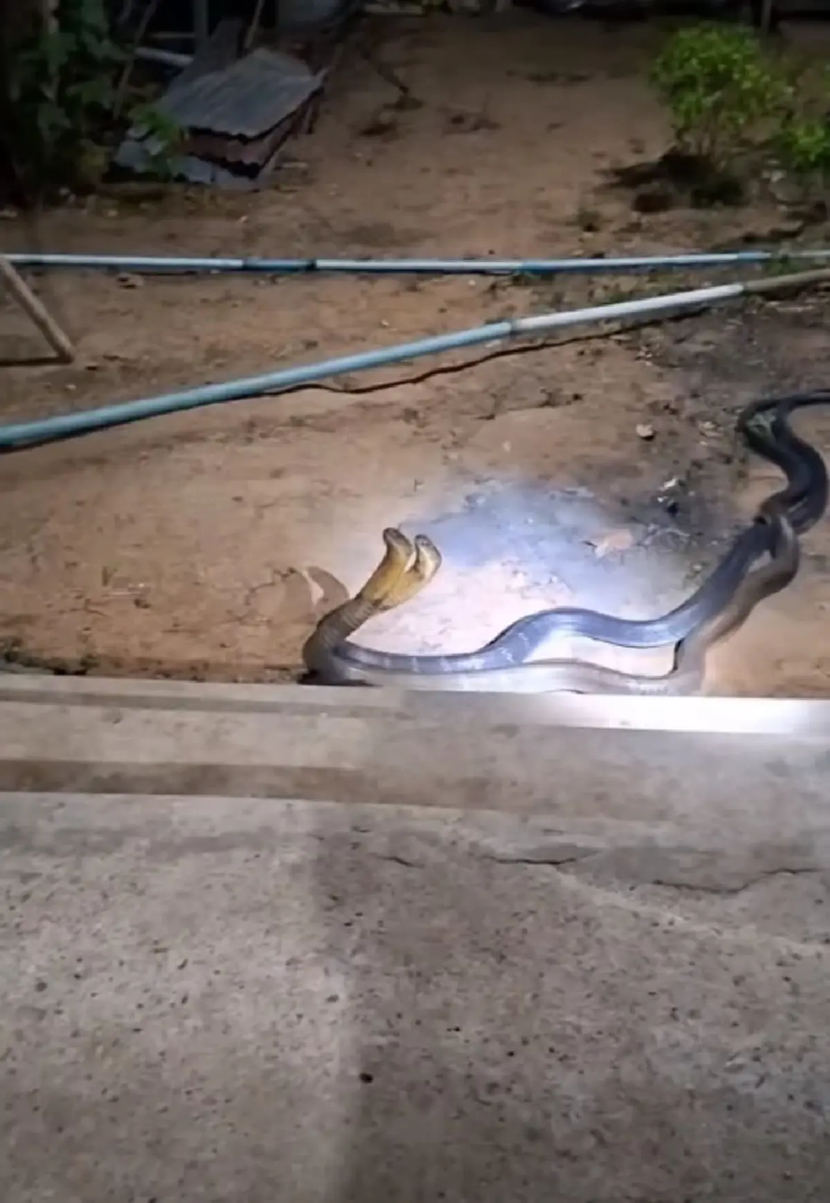 ส่องเลขที่บ้าน งูจงอางยักษ์ 2 ตัว เปิดศึกกลางลานบ้าน