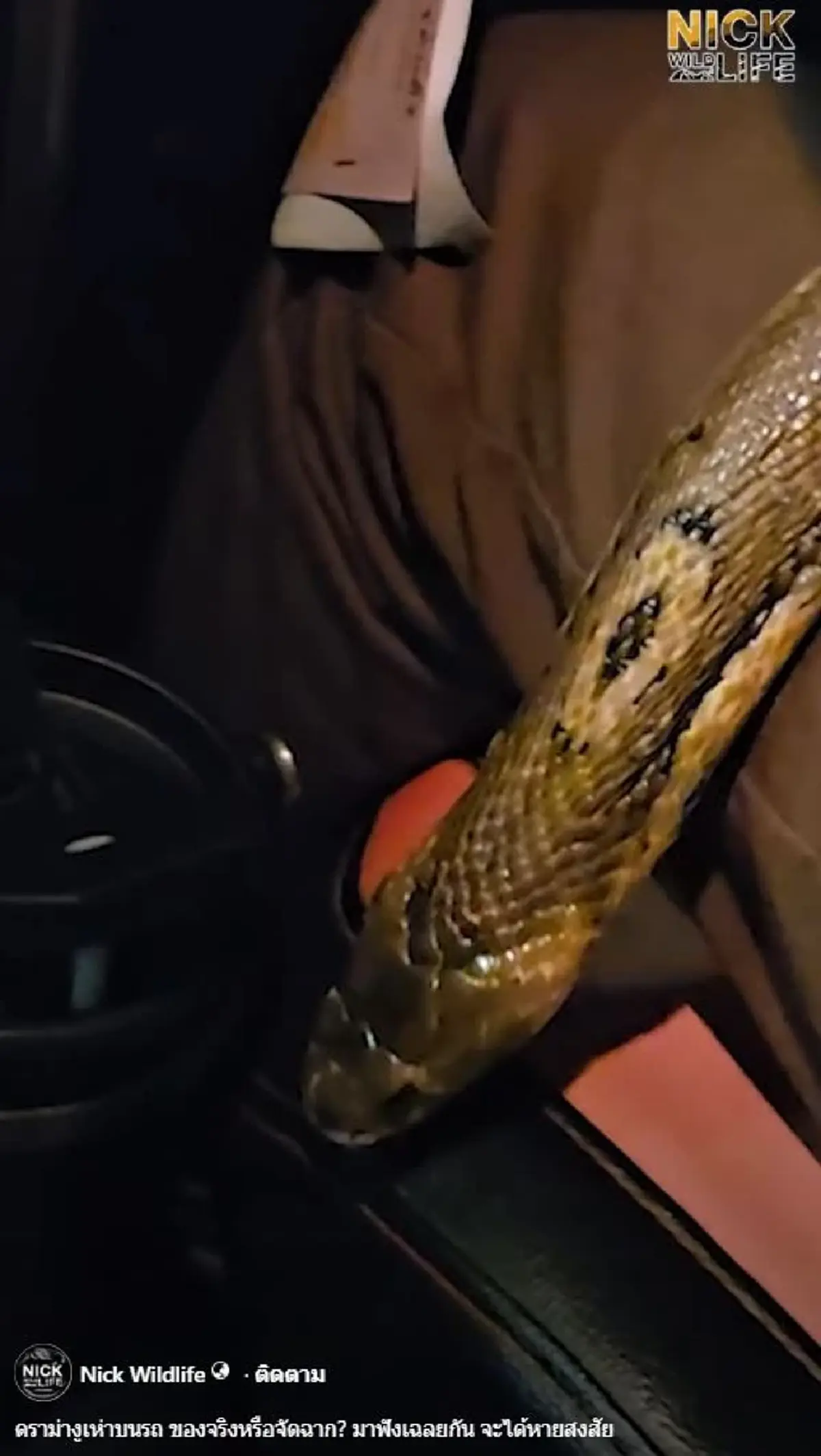นิค อสรพิษวิทยา เคลียร์ดราม่างูเห่าหลุดในรถ จริงหรือคอนเทนต์