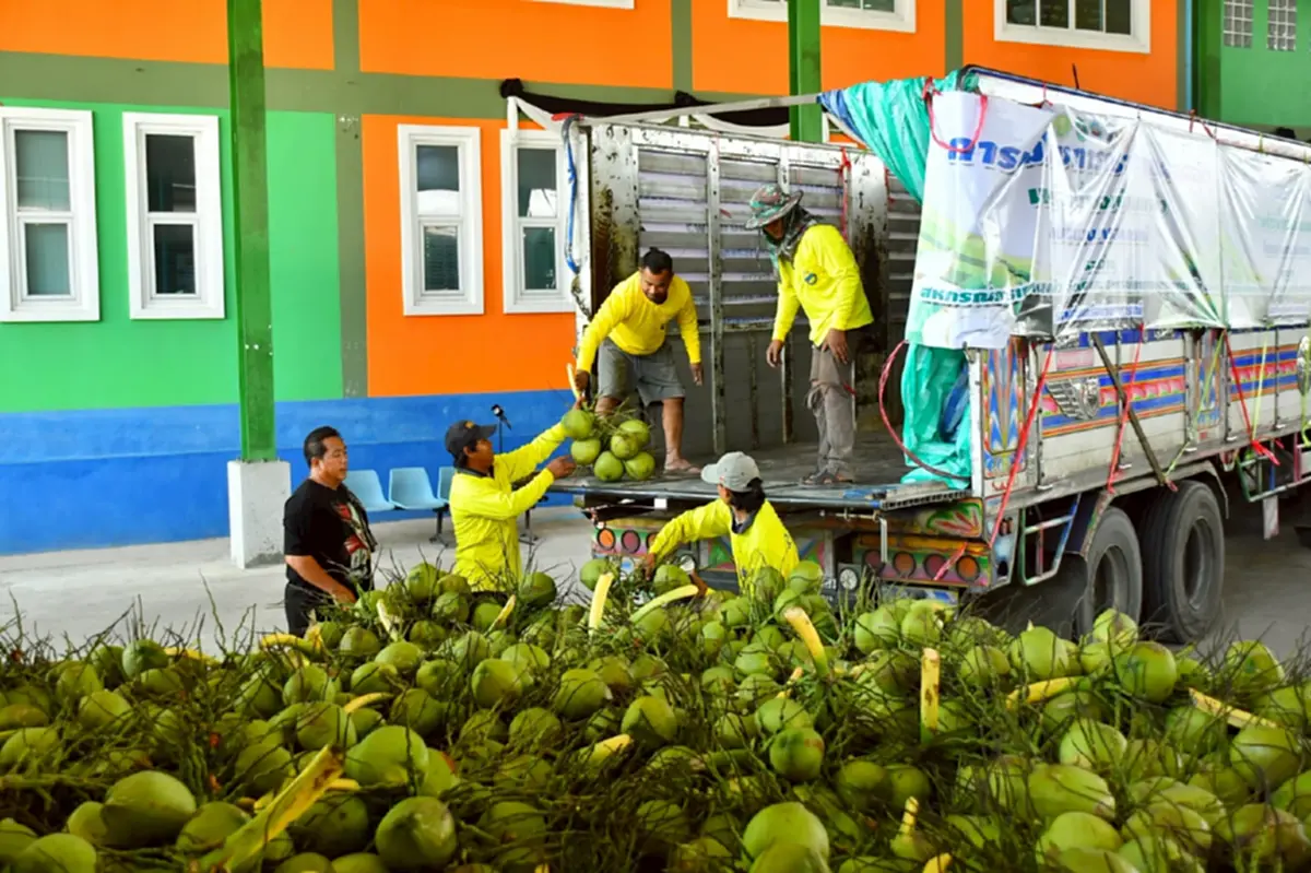 สหกรณ์หนุนล้งกลางมะพร้าวน้ำหอม ปลดแอกล้งจีนฮั้วกดราคา 2 บาท