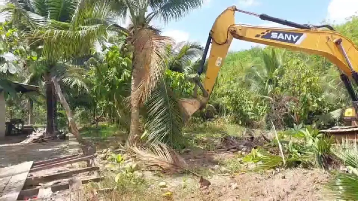 แบกไม่ไหว! เจ้าของสวนกระบี่รื้อทิ้งมะพร้าว 6 ไร่ เซ่นพิษราคาดิ่ง