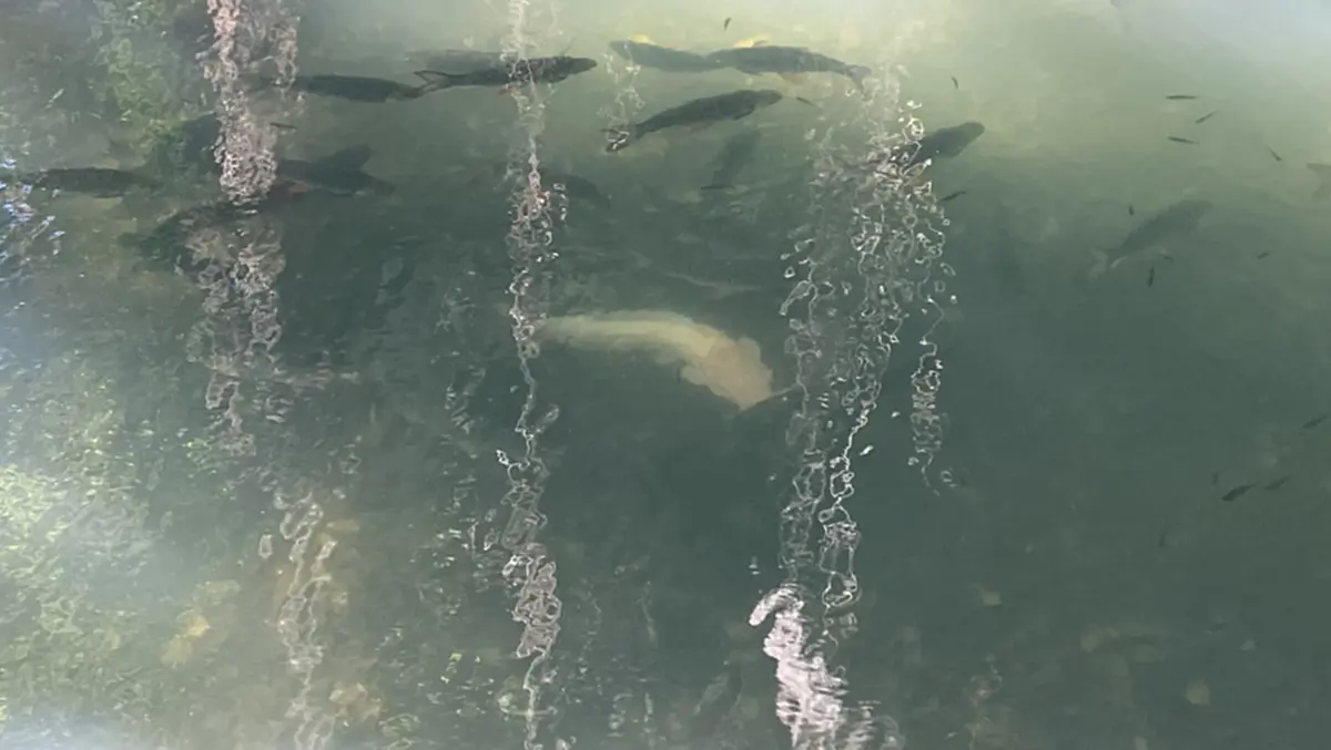 ฮือฮา! "ปลาดุกเผือกยักษ์" โผล่ร่วมพิธีบวงสรวง "โต๊ะสระ"