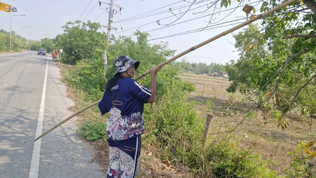 ชาวโคราชแหย่ไข่มดแดงขายรายได้พุ่งวันละพัน กิโลละ 500 บาท