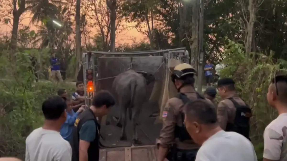 ตร.สันทรายไถ่ชีวิตควายหนีตายงานศพ หลังถูกทุบหัวสู้ชีวิตหนีรอด