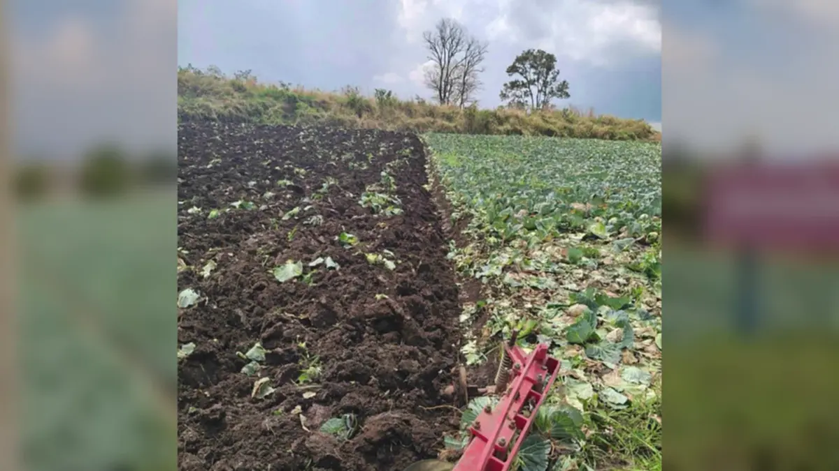 กะหล่ำหล่มสักดิ่งเหว น้ำมันขาดทำส่งไม่ออก เกษตรกรจำใจไถทิ้ง