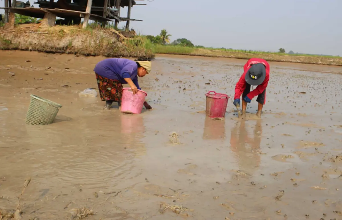 วิกฤตน้ำมันแพทำพิษ! ชาวนากุ้งกาฬสินธุ์อ่วม จี้รัฐเร่งแก้ไข