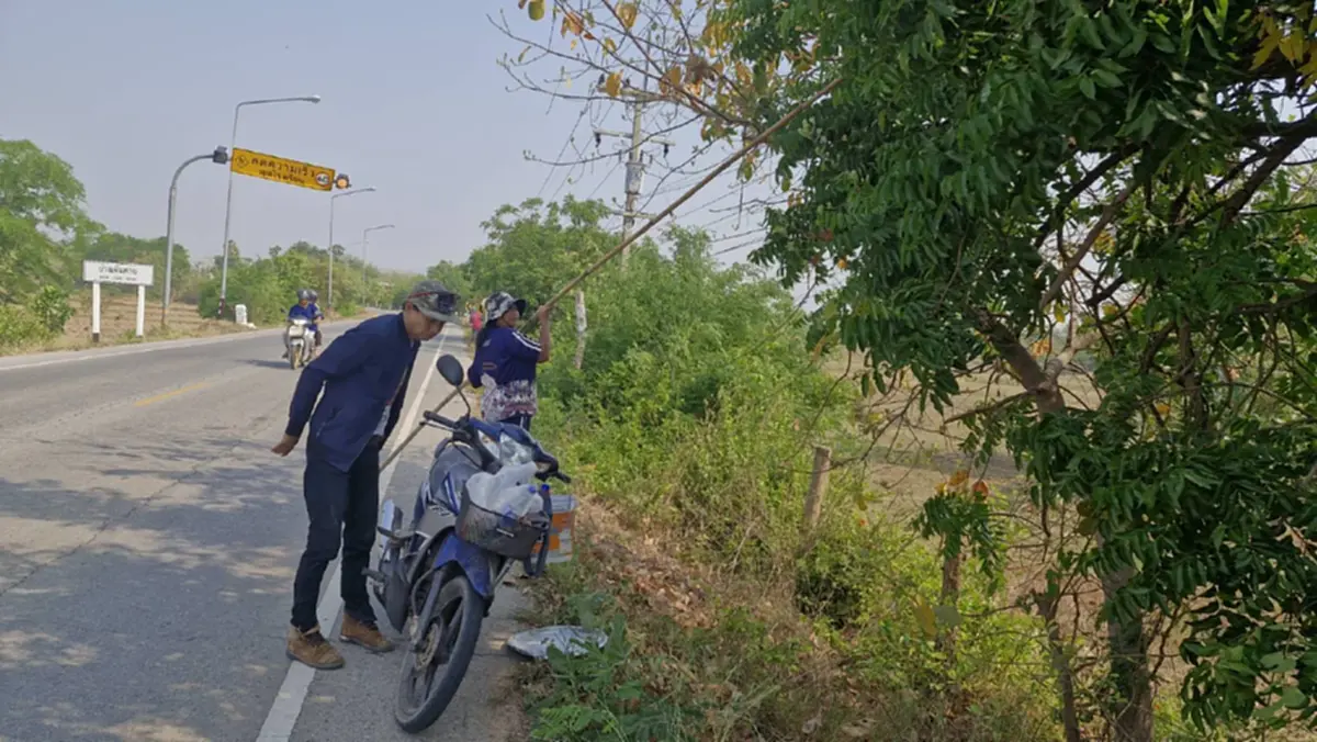 ชาวโคราชแหย่ไข่มดแดงขายรายได้พุ่งวันละพัน กิโลละ 500 บาท