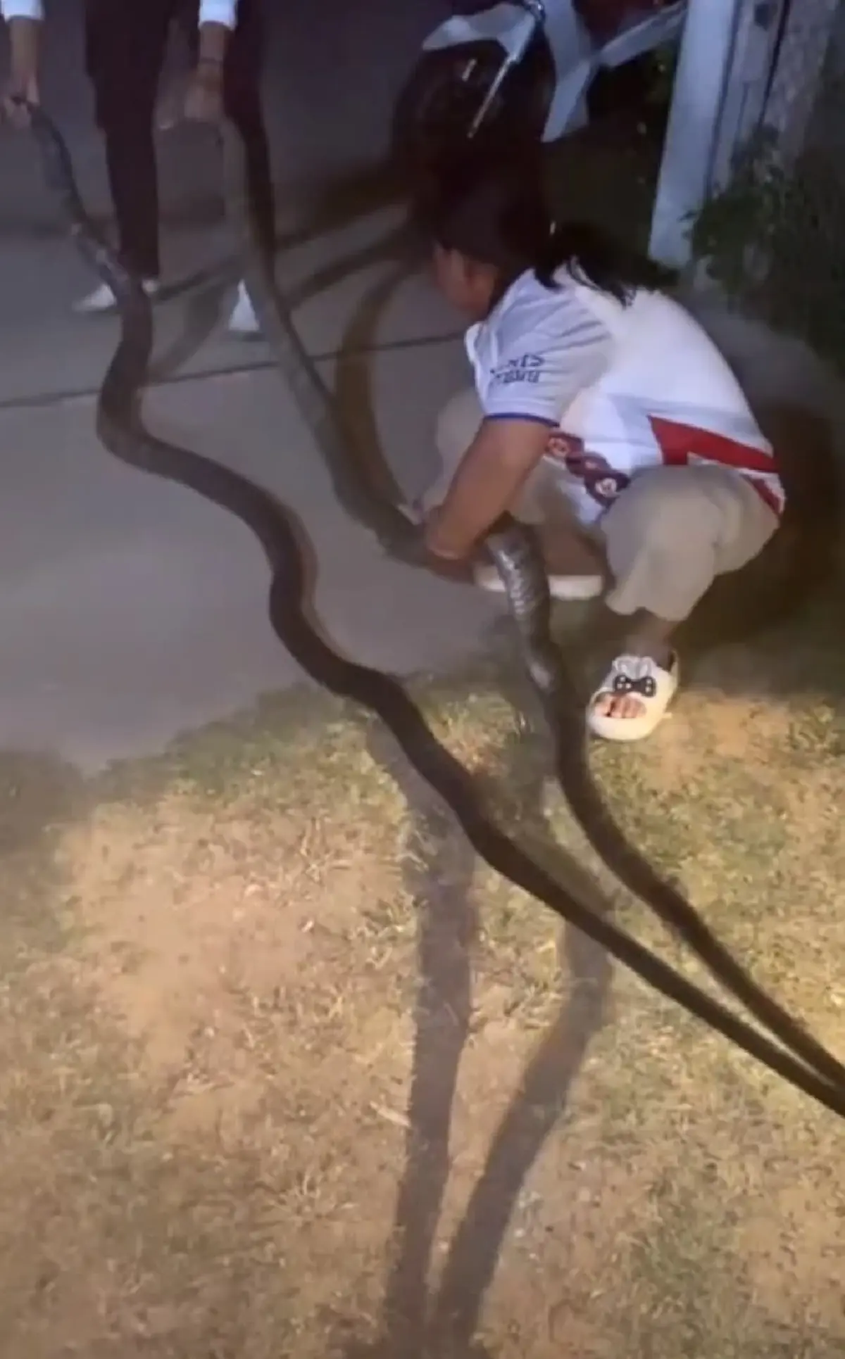 ส่องเลขที่บ้าน งูจงอางยักษ์ 2 ตัว เปิดศึกกลางลานบ้าน