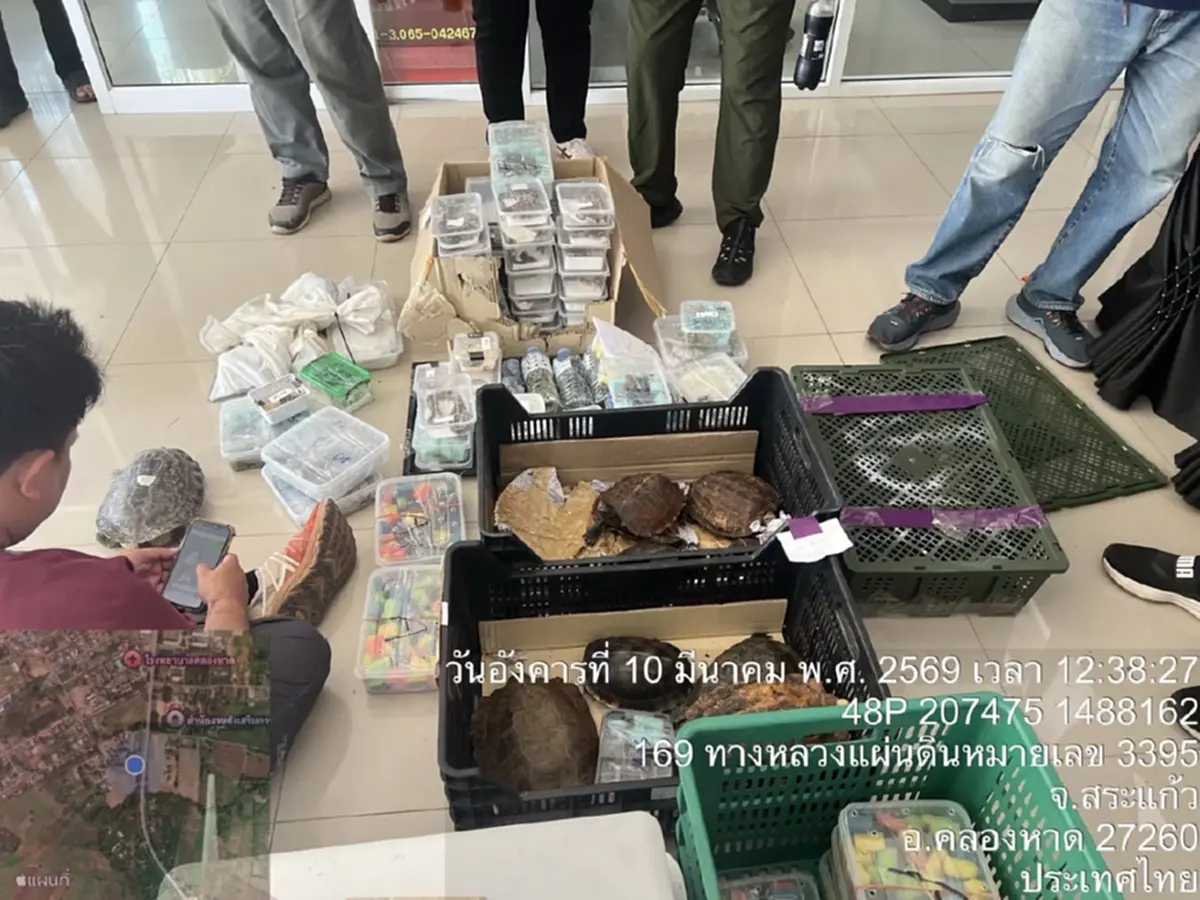 พบสัตว์ป่า 366 ตัวซุกป่าอ้อยสระแก้ว คาดแก๊งลักลอบทิ้งหนีผิด