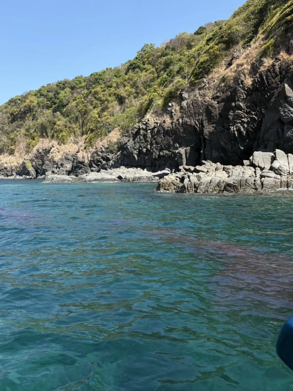 ภูเก็ตเตือนด่วน! แมงกะพรุนไฟบุกเกาะแอวหนาแน่น 100 ตัวต่อ ตร.ม.