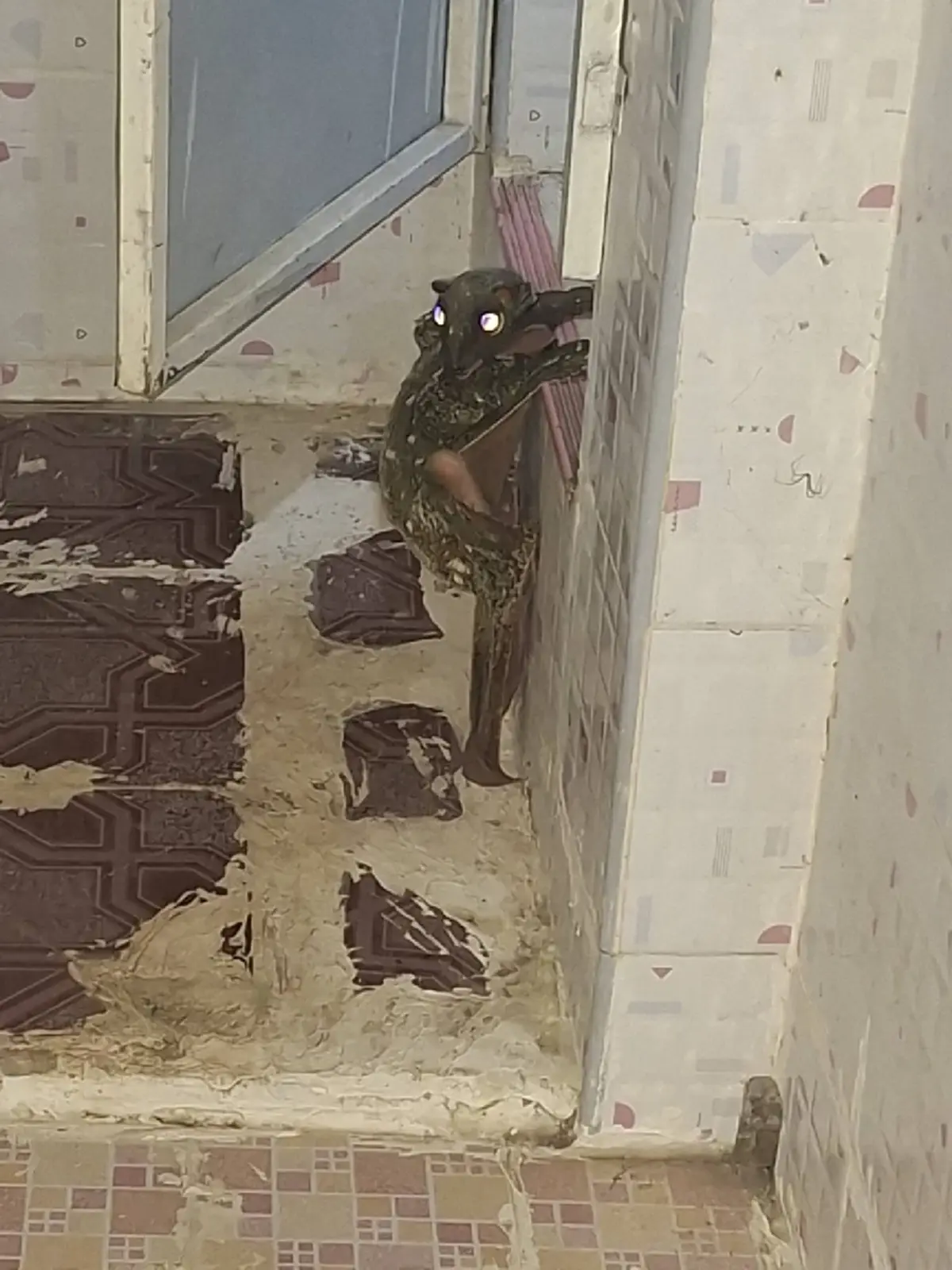 หนุ่มโพสต์ถาม "นี่ตัวอะไร" สุดท้ายรู้ความจริง ทำคนแชร์สนั่น 