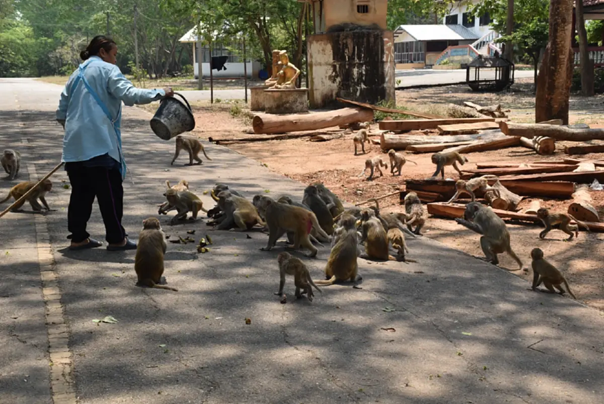 ลิงวอกเมืองเลยผอมโซ! เซ่นภัยแล้งต้องคุ้ยถังขยะประทังชีวิต